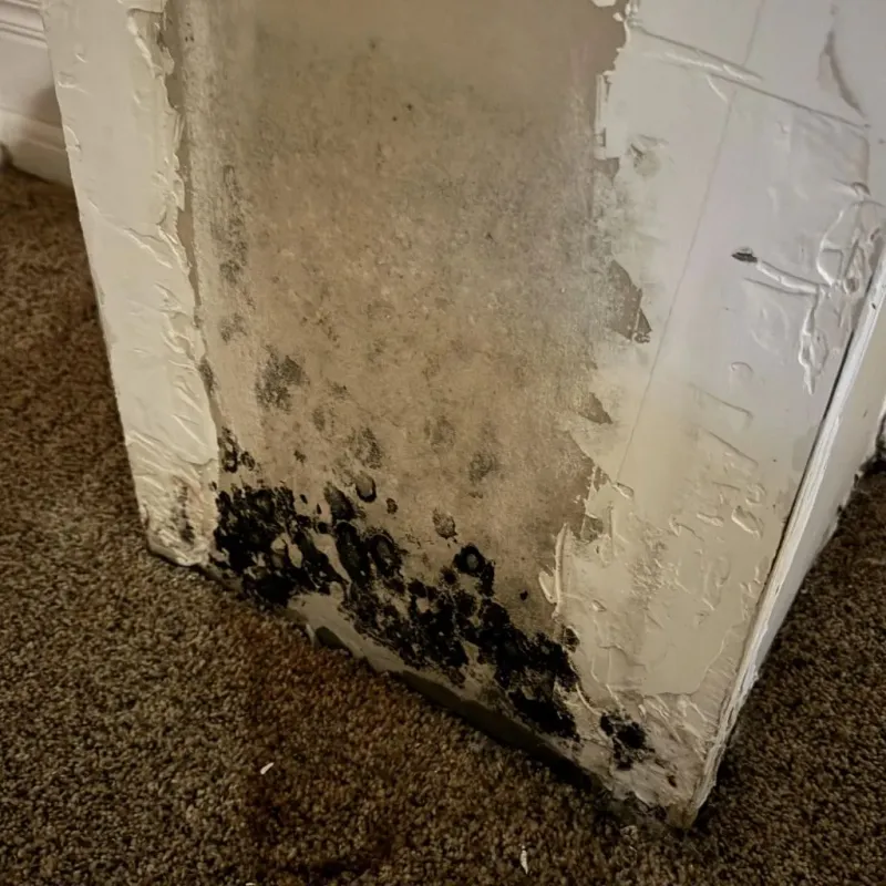Professional Mold Removal in Parkland, WA
